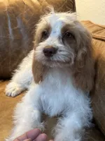 F1 Cavapoo girl Melissa, a female Cavapoo for sale in Carlsbad, CA – 7 of 9