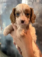 Super Rare Blue Eyed Boy toy F1 Cavapoo boy!!!, a male Cavapoo for sale in Carlsbad, CA – Photo 3 of 10