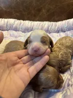 Spot, a male Cavapoo for sale in Carlsbad, CA – Photo 3 of 10