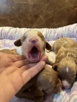 Spot, a male Cavapoo for sale in Carlsbad, CA – Photo 2 of 10