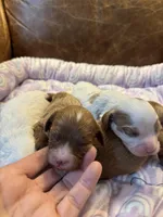 Spot, a male Cavapoo for sale in Carlsbad, CA – Photo 7 of 10