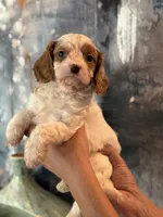 Super Rare Blue Eyed Boy toy F1 Cavapoo boy!!!, a male Cavapoo for sale in Carlsbad, CA – Photo 10 of 10
