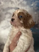 Super Rare Blue Eyed Boy toy F1 Cavapoo boy!!!, a male Cavapoo for sale in Carlsbad, CA – Photo 7 of 10