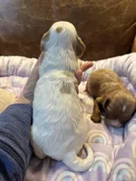 Spot, a male Cavapoo for sale in Carlsbad, CA – Photo 10 of 10