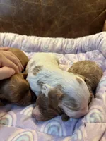 Spot, a male Cavapoo for sale in Carlsbad, CA – Photo 8 of 10