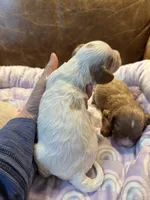 Spot, a male Cavapoo for sale in Carlsbad, CA – Photo 4 of 10