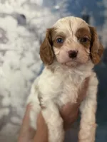 Super Rare Blue Eyed Boy toy F1 Cavapoo boy!!!, a male Cavapoo for sale in Carlsbad, CA – Photo 8 of 10