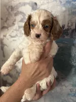 Super Rare Blue Eyed Boy toy F1 Cavapoo boy!!!, a male Cavapoo for sale in Carlsbad, CA – Photo 4 of 10