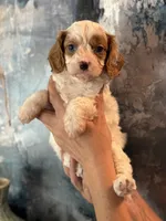 Super Rare Blue Eyed Boy toy F1 Cavapoo boy!!!, a male Cavapoo for sale in Carlsbad, CA – Photo 5 of 10