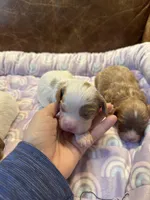 Spot, a male Cavapoo for sale in Carlsbad, CA – Photo 5 of 10