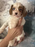 Super Rare Blue Eyed Boy toy F1 Cavapoo boy!!!, a male Cavapoo for sale in Carlsbad, CA – Photo 2 of 10