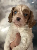 Super Rare Blue Eyed Boy toy F1 Cavapoo boy!!!, a male Cavapoo for sale in Carlsbad, CA – Photo 6 of 10