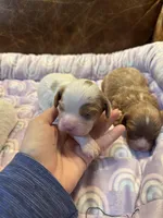 Spot, a male Cavapoo for sale in Carlsbad, CA – Photo 1 of 10