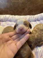 Spot, a male Cavapoo for sale in Carlsbad, CA – Photo 6 of 10