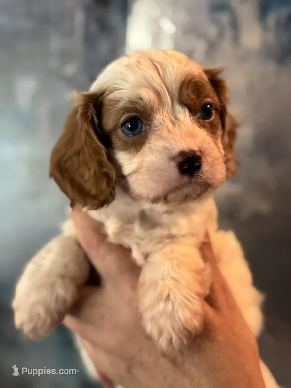 Super Rare Blue Eyed Boy toy F1 Cavapoo boy!!! – Cavapoo puppy for sale in Carlsbad, CA
