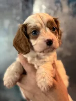 Super Rare Blue Eyed Boy toy F1 Cavapoo boy!!!, a male Cavapoo for sale in Carlsbad, CA – Photo 1 of 10