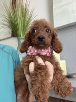 Ruby, a female Cavapoo for sale in Carlsbad, CA – 6 of 10