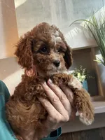Willow, a female Cavapoo for sale in Carlsbad, CA – 7 of 10