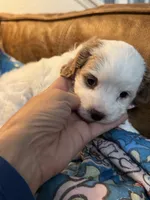Bonnie, a female Cavapoo for sale in Carlsbad, CA – 4 of 10