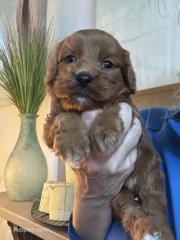Buck – Cavapoo puppy for sale in Carlsbad, CA