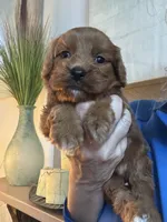 Buck, a male Cavapoo for sale in Carlsbad, CA – 1 of 10
