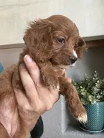 Toffee Toy Cavapoo girl , a female Cavapoo for sale in Carlsbad, CA – 6 of 9