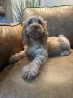 F1 Cavapoo boy Tomas, a male Cavapoo for sale in Carlsbad, CA – 5 of 10
