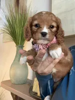 Lucy, a female Cavapoo for sale in Carlsbad, CA – 9 of 10