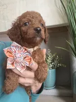 Little Red- Toy Cavapoo girl , a female Cavapoo for sale in Carlsbad, CA – 1 of 9