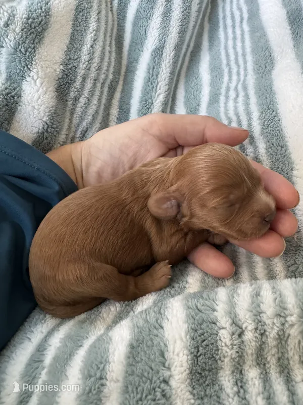 Red Cavapoo boy 2 with a little white  – Cavapoo puppy for sale in Carlsbad, CA