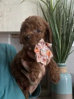 Little Red- Toy Cavapoo girl , a female Cavapoo for sale in Carlsbad, CA – 6 of 9
