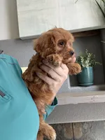 Kevin , a male Cavapoo for sale in Carlsbad, CA – 7 of 10