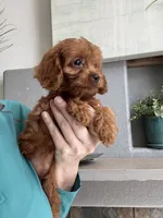 Maize , a female Cavapoo for sale in Carlsbad, CA – 3 of 10