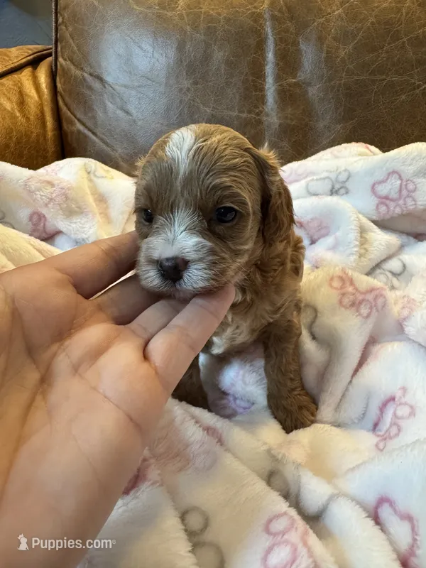 Light red Cavapoo girl with White 2 – Cavapoo puppy for sale in Carlsbad, CA
