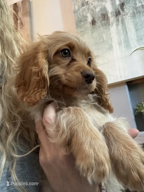 F1 Cavapoo girl Blondie – Cavapoo puppy for sale in Carlsbad, CA
