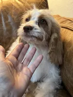 F1 Cavapoo girl Melissa, a female Cavapoo for sale in Carlsbad, CA – 5 of 9