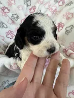 Toy Cavapoo girl 2, a female Cavapoo for sale in Carlsbad, CA – 6 of 10