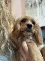 F1 Cavapoo Boy Tucker, a male Cavapoo for sale in Carlsbad, CA – 6 of 10