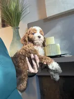 Pumpkin , a female Cavapoo for sale in Carlsbad, CA – 4 of 10