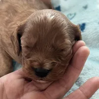 Buddy, a male Cavapoo for sale in Carlsbad, CA – Photo 7 of 10