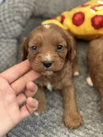 Buddy- Mini Cavapoo boy will be 13-16 lbs , a male Cavapoo for sale in Carlsbad, CA – Photo 7 of 10