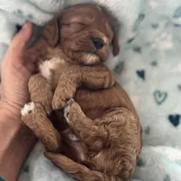Buddy, a male Cavapoo for sale in Carlsbad, CA – Photo 1 of 10