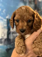 Buddy- Mini Cavapoo boy will be 13-16 lbs , a male Cavapoo for sale in Carlsbad, CA – Photo 3 of 10
