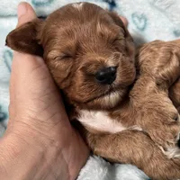 Buddy, a male Cavapoo for sale in Carlsbad, CA – Photo 2 of 10