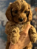 Buddy- Mini Cavapoo boy will be 13-16 lbs , a male Cavapoo for sale in Carlsbad, CA – Photo 8 of 10