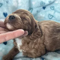 Buddy, a male Cavapoo for sale in Carlsbad, CA – Photo 3 of 10