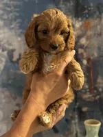 Buddy- Mini Cavapoo boy will be 13-16 lbs , a male Cavapoo for sale in Carlsbad, CA – Photo 6 of 10