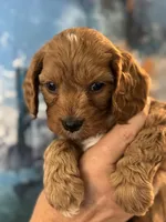 Buddy- Mini Cavapoo boy will be 13-16 lbs , a male Cavapoo for sale in Carlsbad, CA – Photo 2 of 10