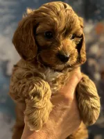 Buddy- Mini Cavapoo boy will be 13-16 lbs , a male Cavapoo for sale in Carlsbad, CA – Photo 2 of 10