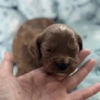 Buddy, a male Cavapoo for sale in Carlsbad, CA – Photo 6 of 10